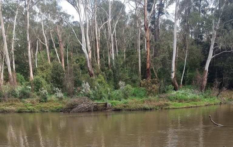 Helping Victoria’s volunteers protect our environment